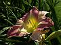 Hemerocallis Lavender Loveliness